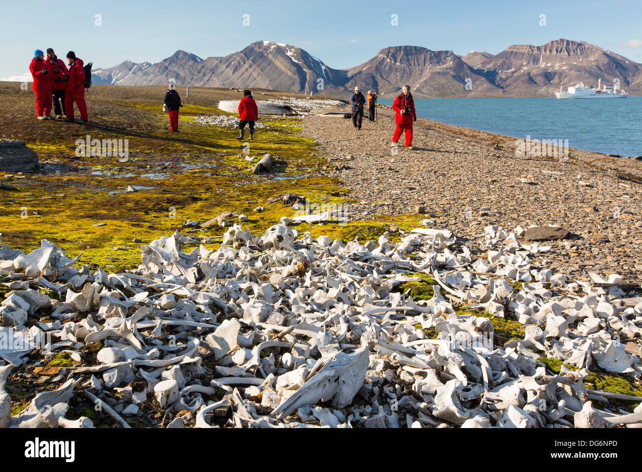 Demeure des Bélugas (Delphinapterus leucas) à Bourbonhamna (77° 33'N 15°00'e) en Van Mijenfjorden, Spitzebergen ; France Banque D'Images