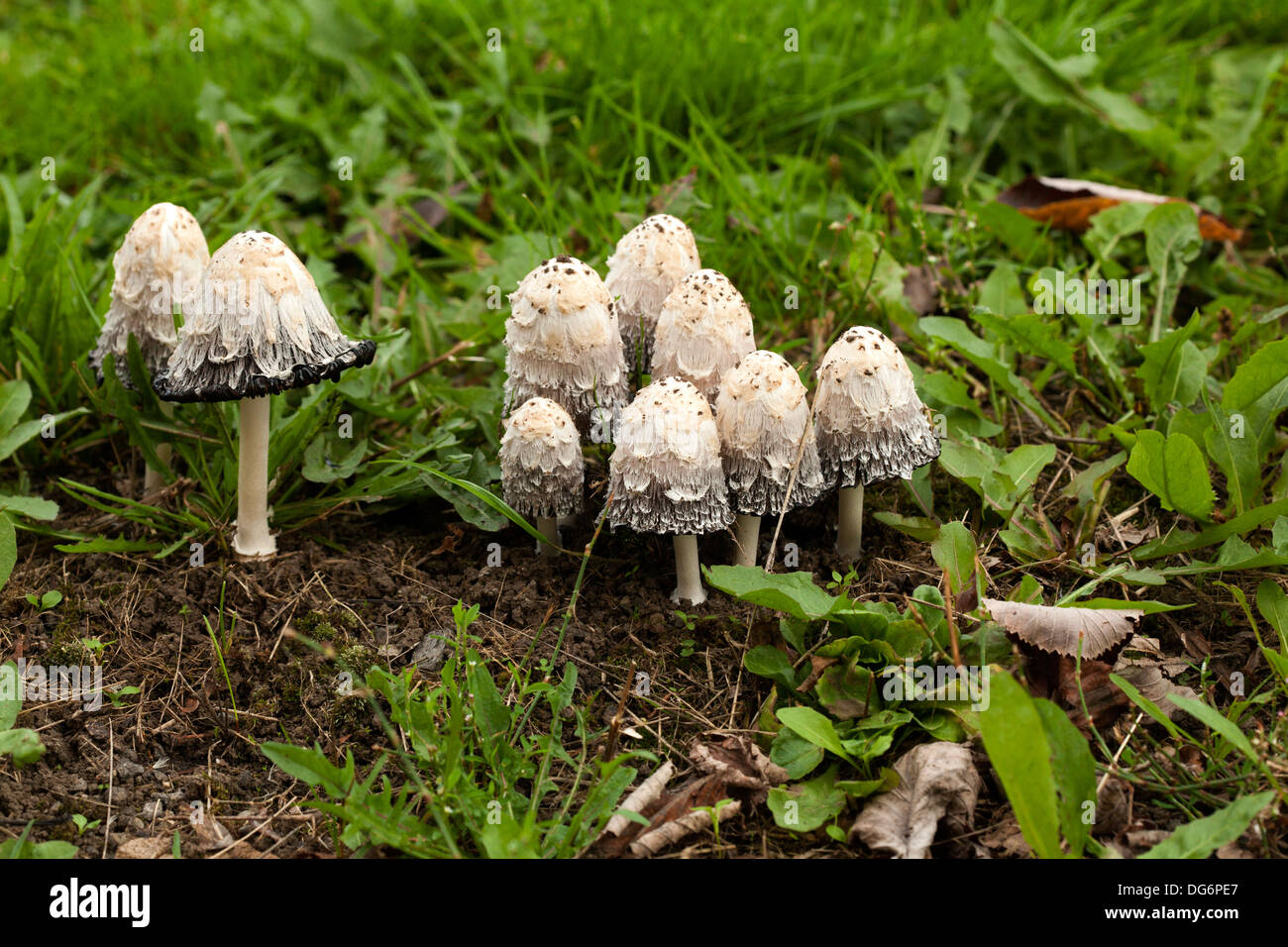 Cap d'encre Shaggy shaggy mane perruque avocats champignon Banque D'Images