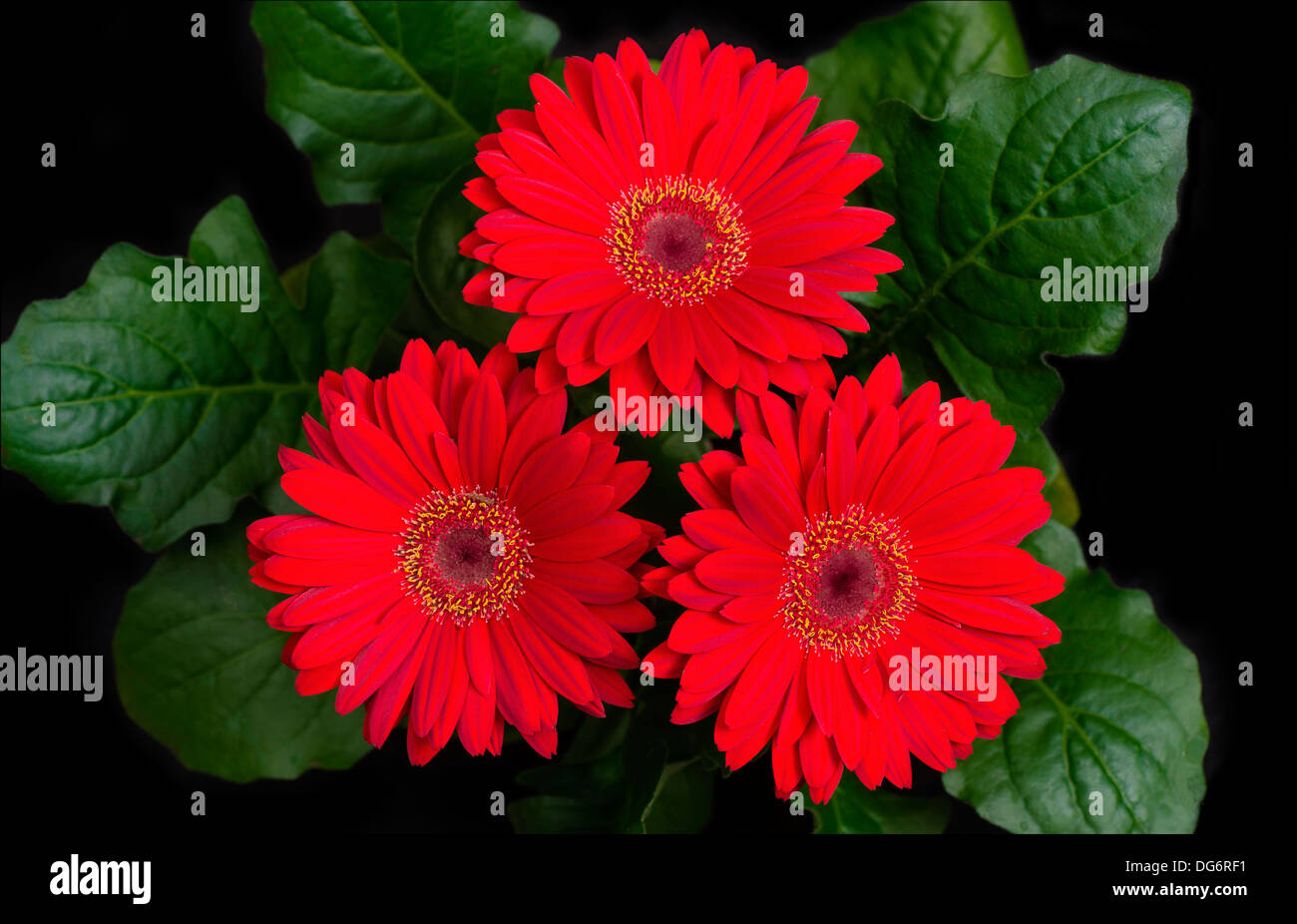 Gerbera rouge fleurs hybrides Banque D'Images