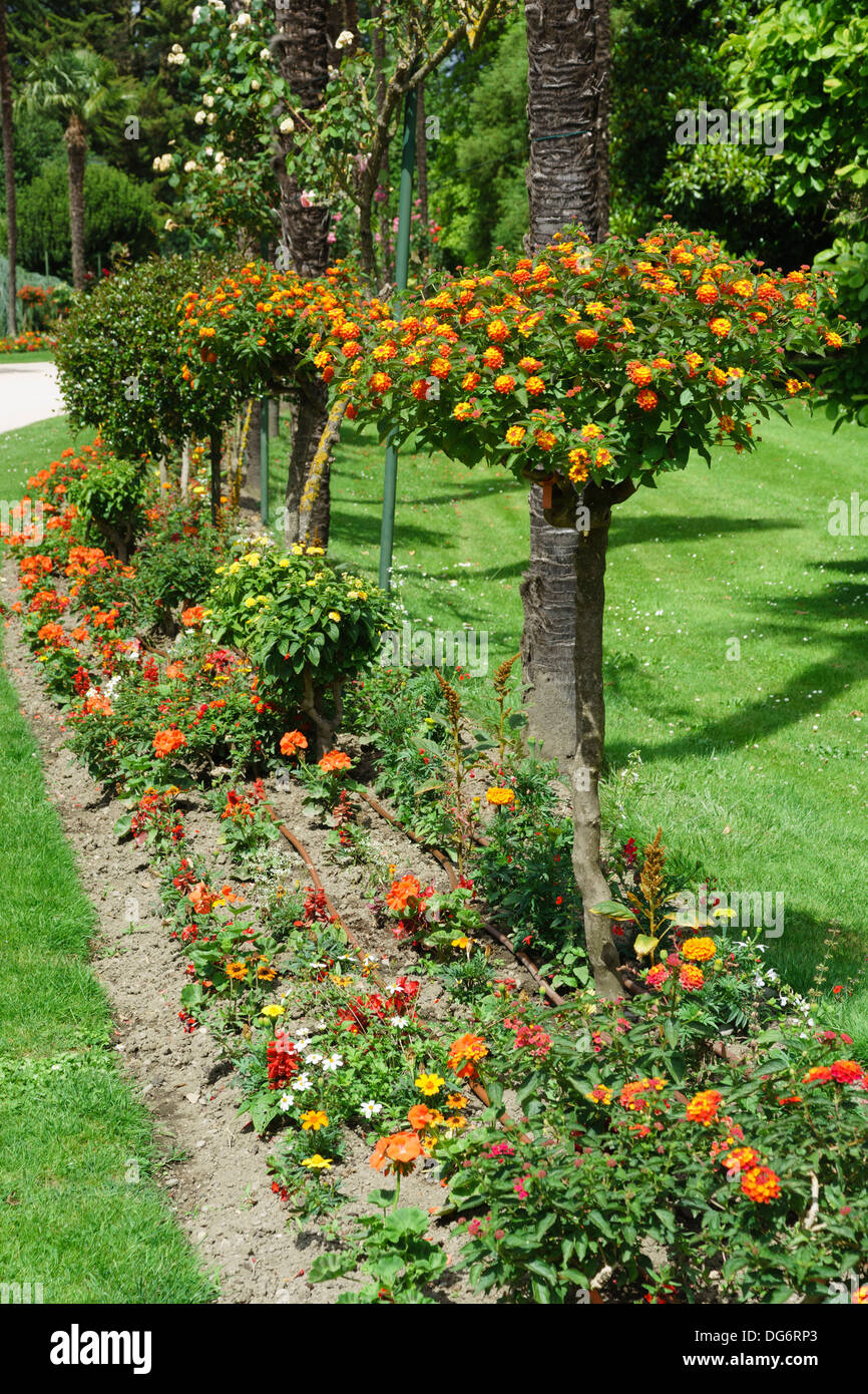 France, Midi-Pyrénées - Tarbes. Le Jardin Massey, parc public. Rosiers tiges. Banque D'Images