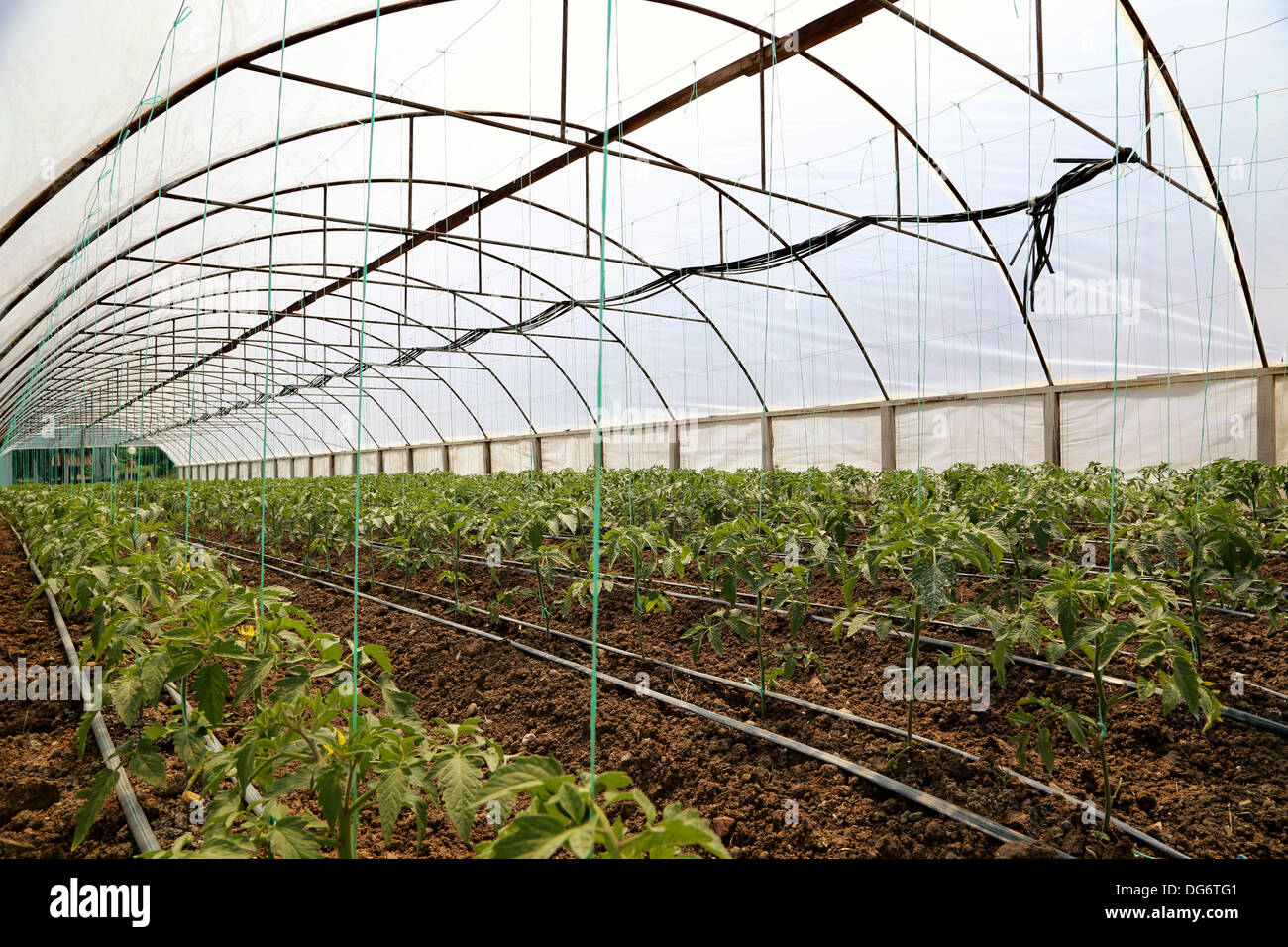 La culture de tomate dans green house Banque D'Images
