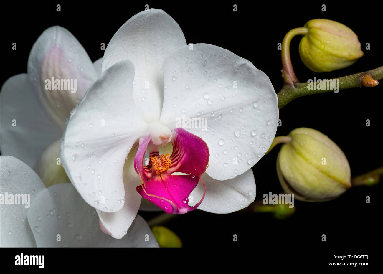 Fleur d'une orchidée Phalaenopsis avec reservoir Banque D'Images