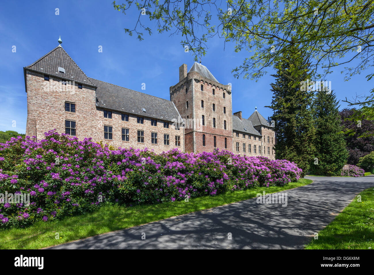 Rhododendron pontique / commune (Rhododendron ponticum) floraison dans jardin de château, Sint-Kruis près de Bruges, Belgique Banque D'Images