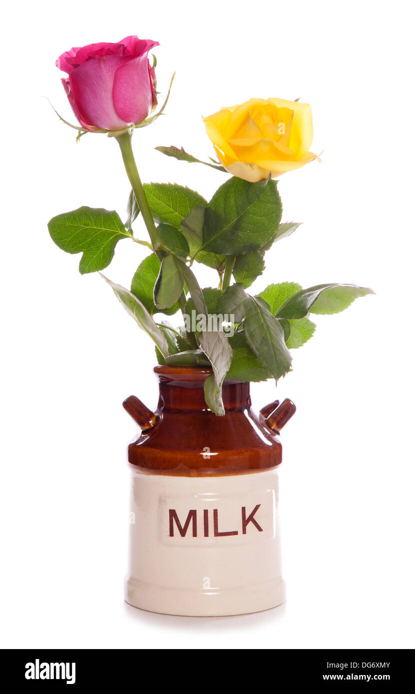 Deux roses dans un pot à lait découpe vintage studio Banque D'Images