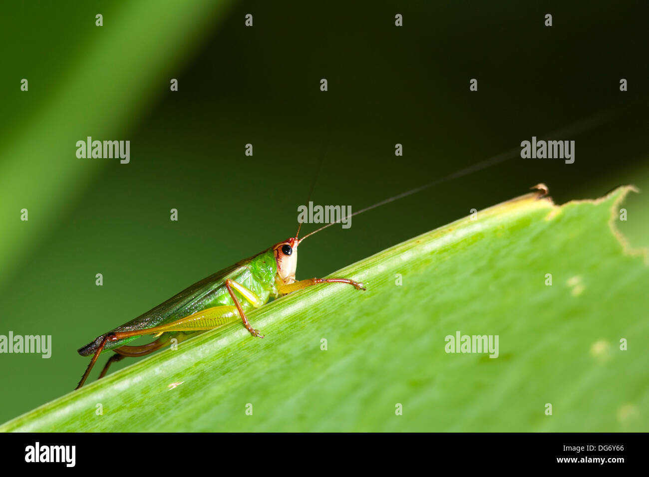 Espèces de sauterelles / Cricket - Tire-Swamp Sanctuary - Naples, Floride Banque D'Images