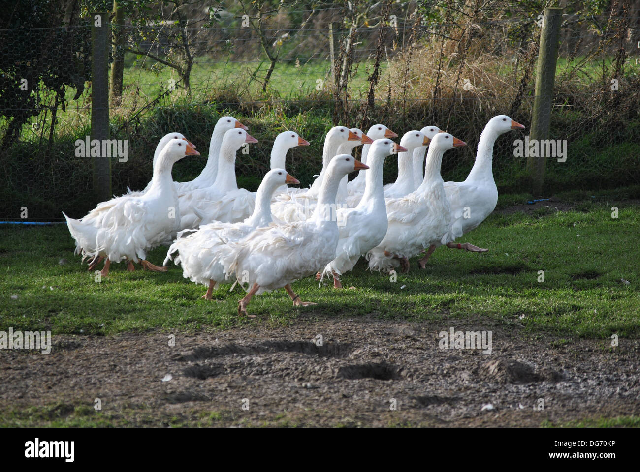 Un troupeau de jeunes oies Sebastopol Banque D'Images