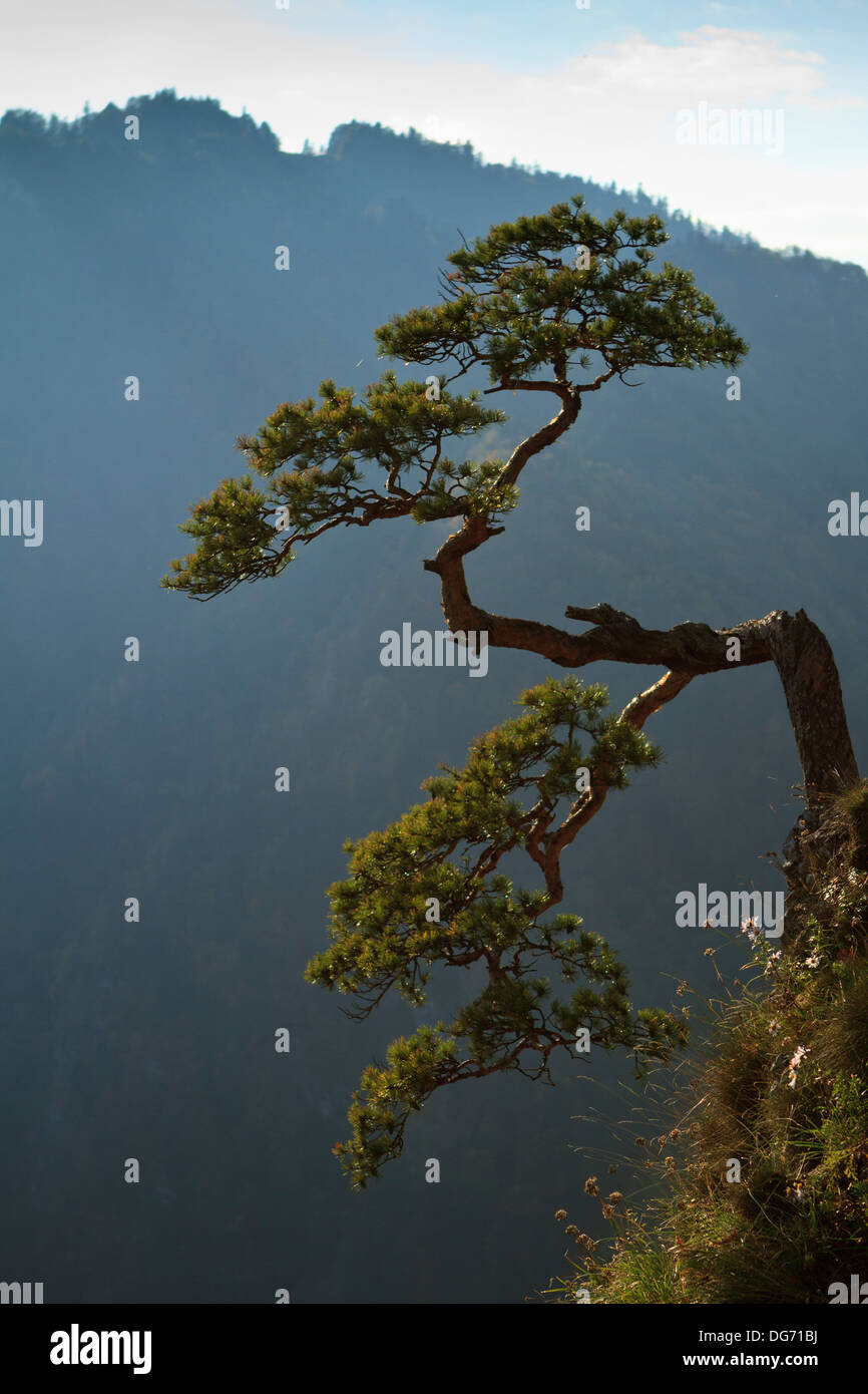 Branches de pin tordu seul sur une falaise au-dessus de Sokolica haut gorges de la rivière Dunajec. Montagnes Pieniny, le sud de la Pologne. Banque D'Images