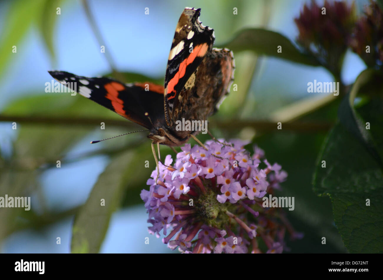 Un amiral rouge papillon sur Buddleia. Banque D'Images