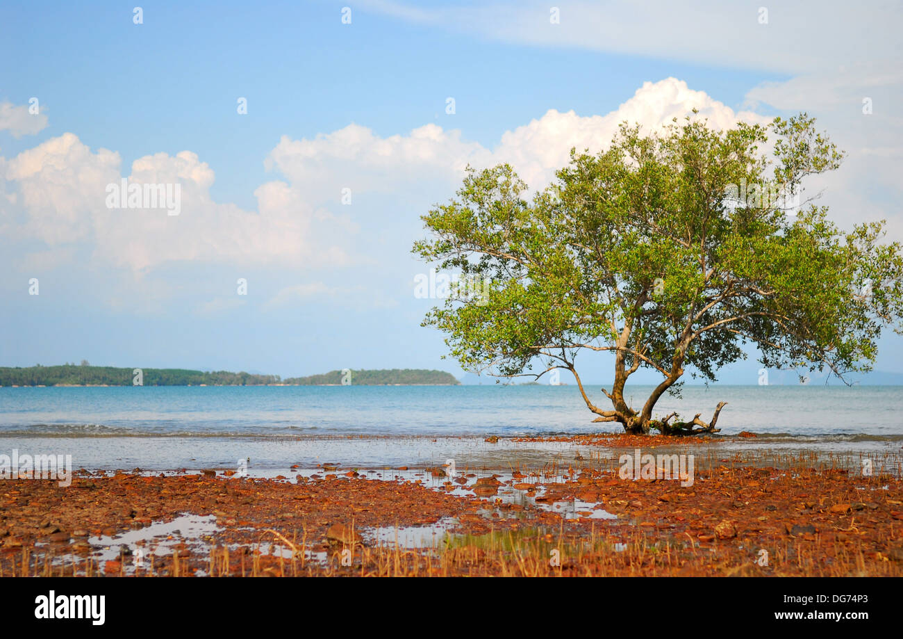 La végétation des zones côtières tropicales, Koh Lanta, Thaïlande Banque D'Images