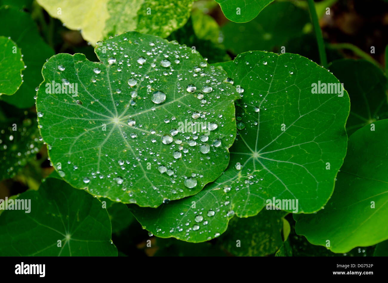 Gouttes de pluie/rosée sur Nasturtium Banque D'Images