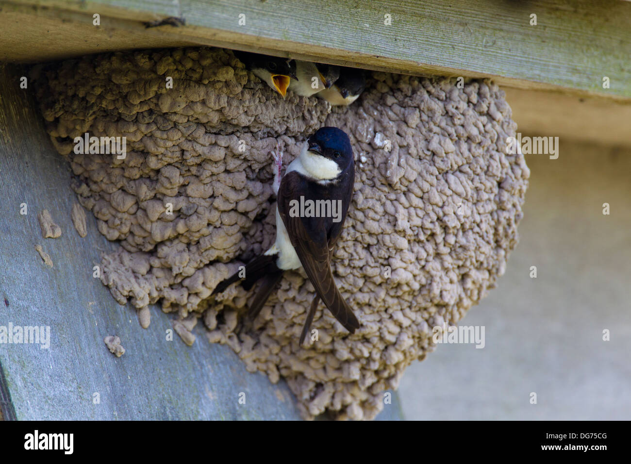 Des profils (Delichon urbica) nourrir les oisillons au nid sous une gouttière, maison d'été, Royaume-Uni Banque D'Images