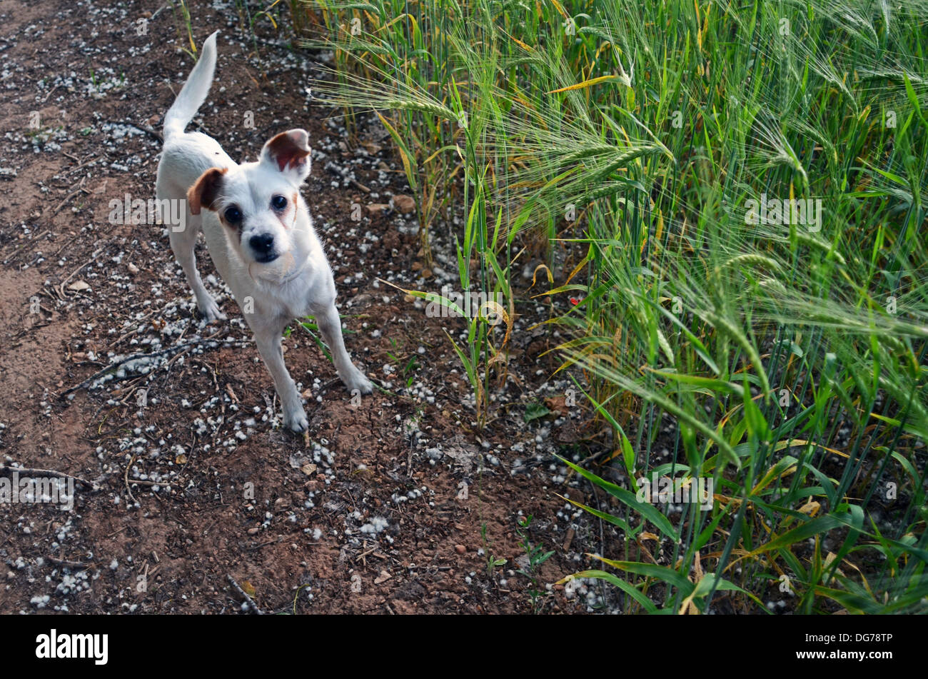 Cute petit chien blanc dans la nature Banque D'Images