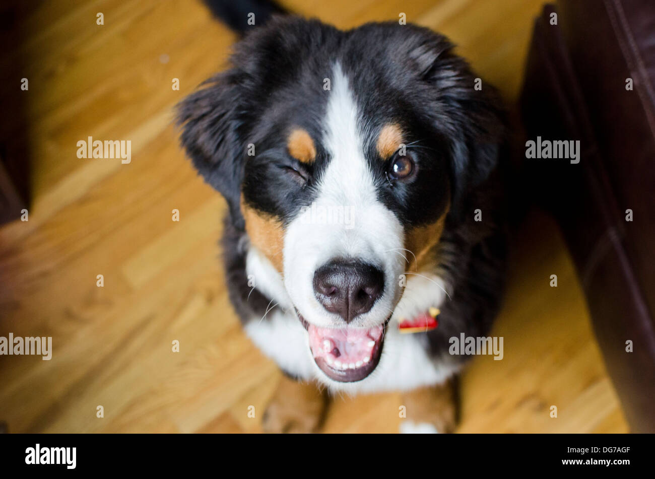 Birdie le Bouvier Bernois est doux ! Banque D'Images