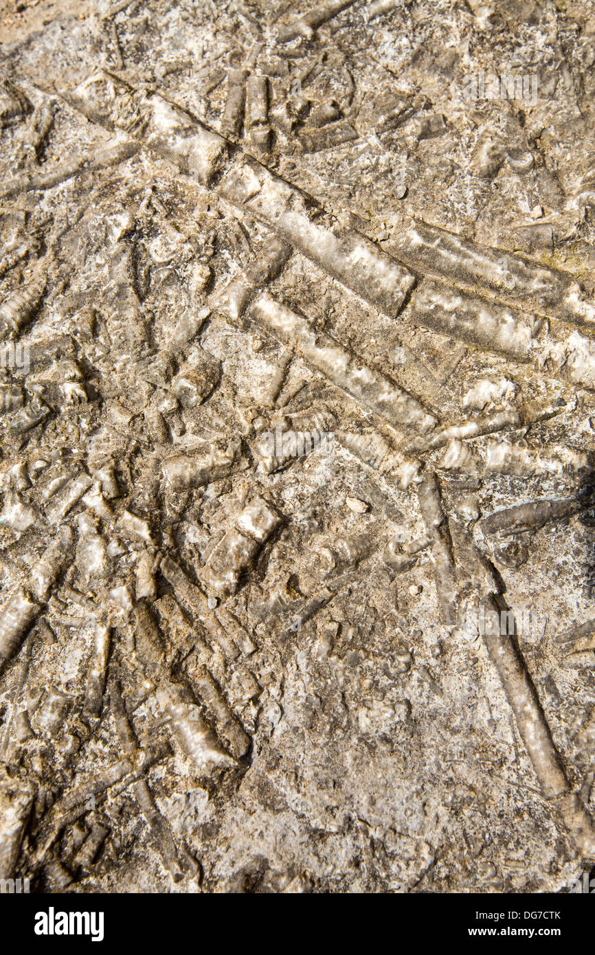 Des fossiles de crinoïdes à Salthill Quarry réserve naturelle en Clitheroe, Lancashire, Royaume-Uni. Banque D'Images