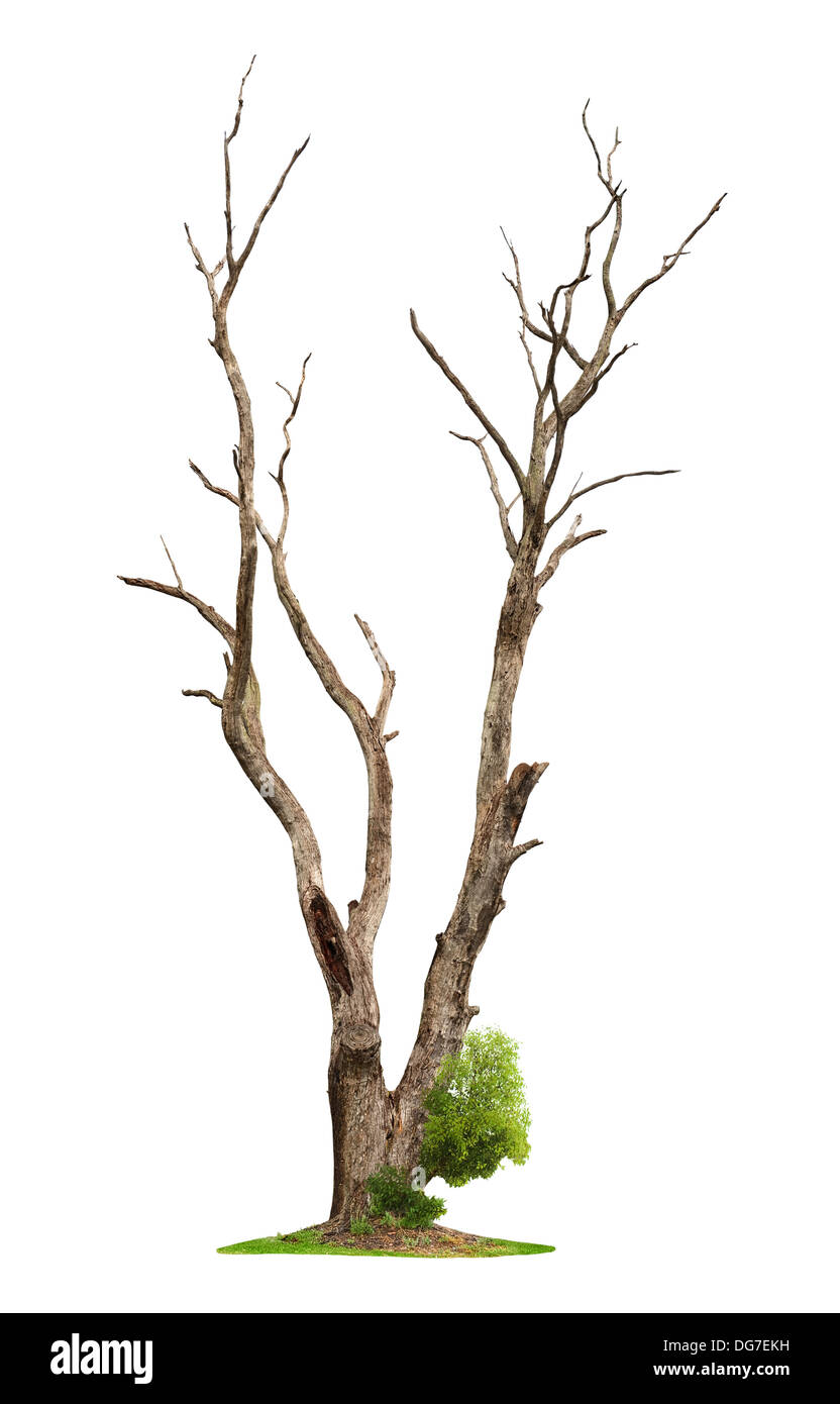 Ancien et unique arbre mort et jeunes pousses d'une racine isolé sur fond blanc.Concept Mort et renaissance de la vie. Banque D'Images
