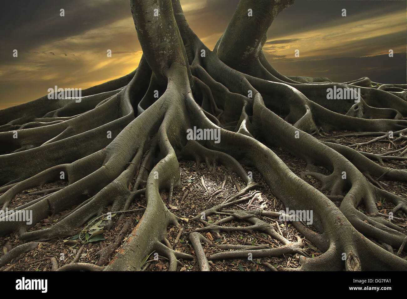 Tiré d'un arbre Banyan en Floride Banque D'Images