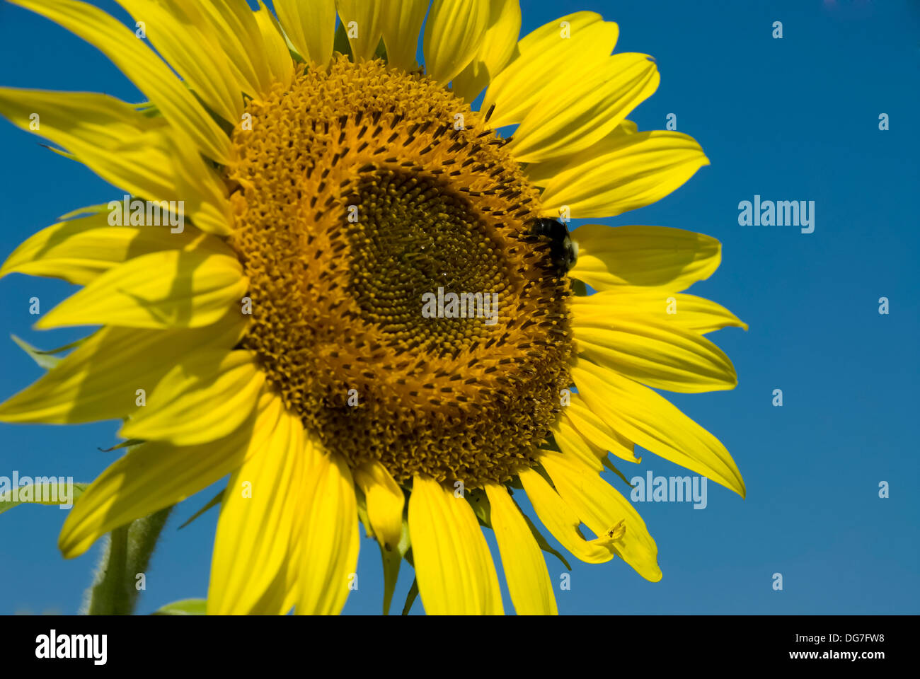 Un tournesol jaune vif contre un ciel bleu foncé Banque D'Images