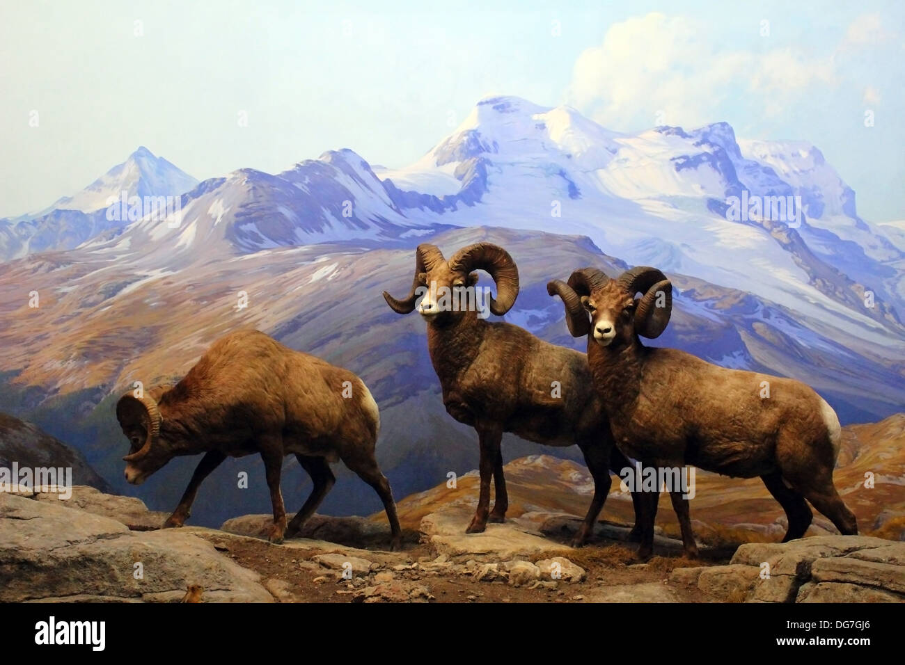 Un diorama de Big Horn Sheep affichée à l'American Museum of Natural History à New York. Banque D'Images