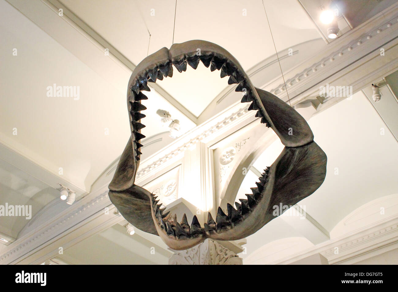 Un ensemble d'énormes mâchoires de requin mégalodon pendent du plafond à l'American Museum of Natural History à New York. Banque D'Images
