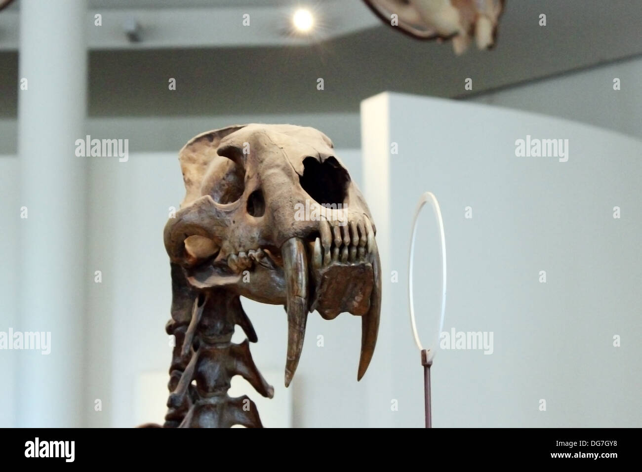 Affichage du crâne d'un tigre à dents de chat à l'American Museum of Natural History à New York. Banque D'Images