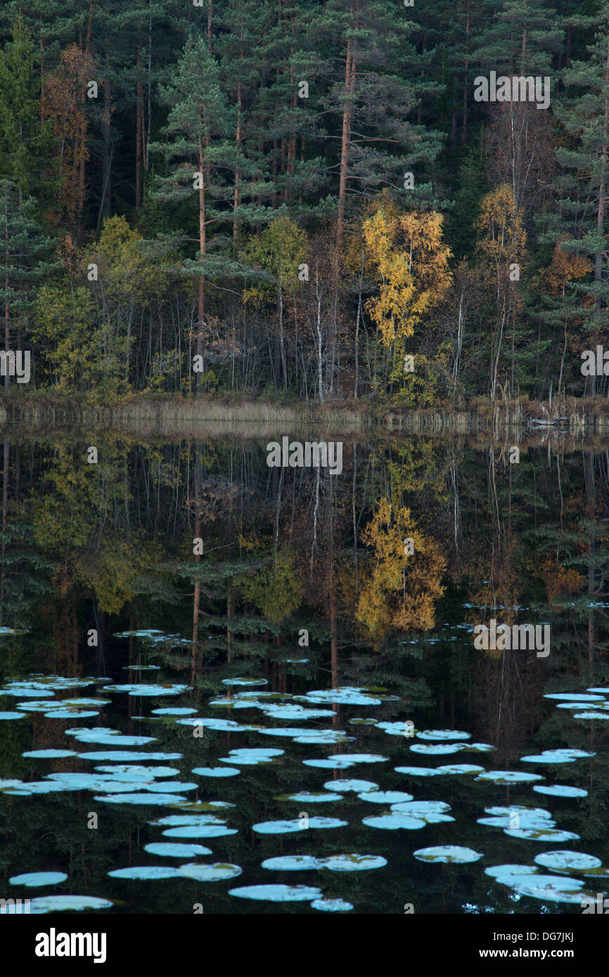 Une forêt par un petit lac à l'automne Banque D'Images