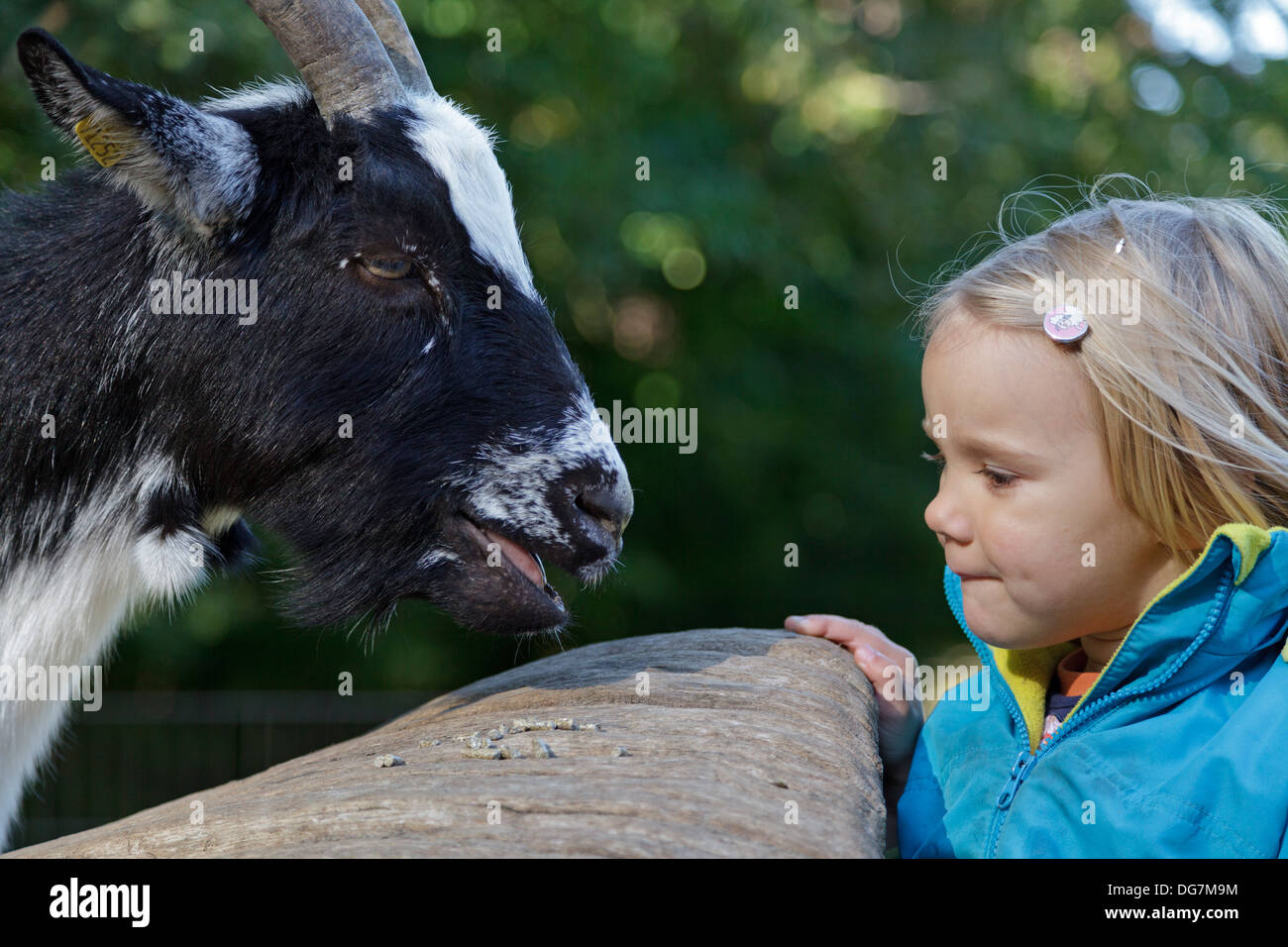 Petite fille à la recherche d'une chèvre à Banque D'Images