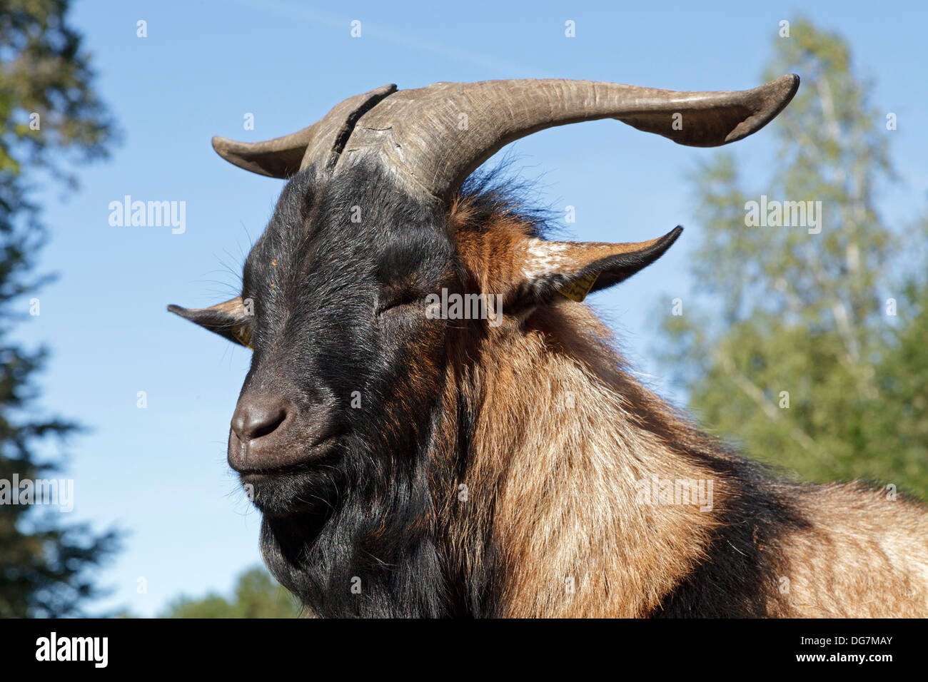 Portrait d'un bouc Banque D'Images