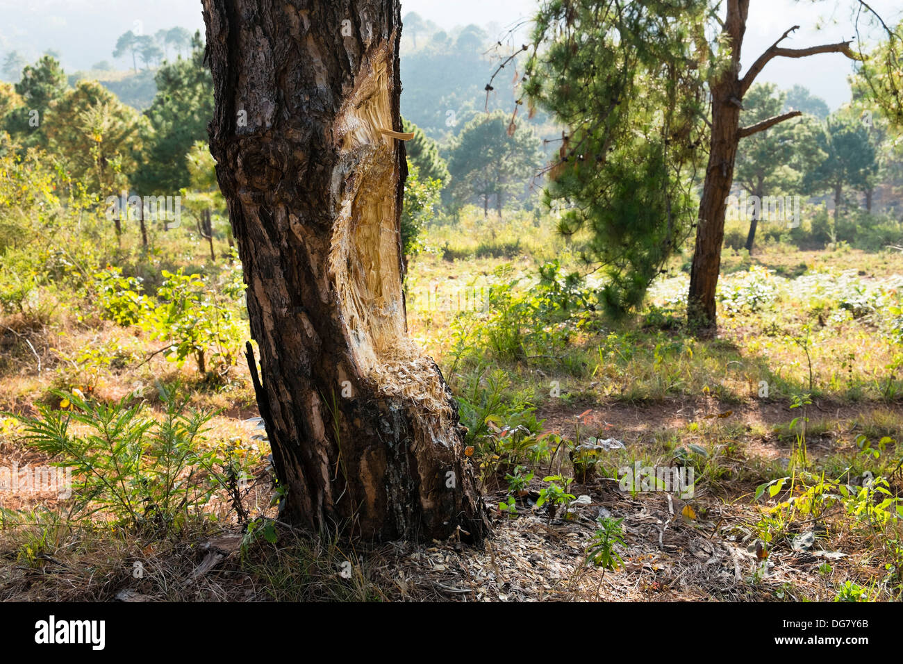 Les arbres endommagés, Kalaw, Myanmar, en Asie Banque D'Images