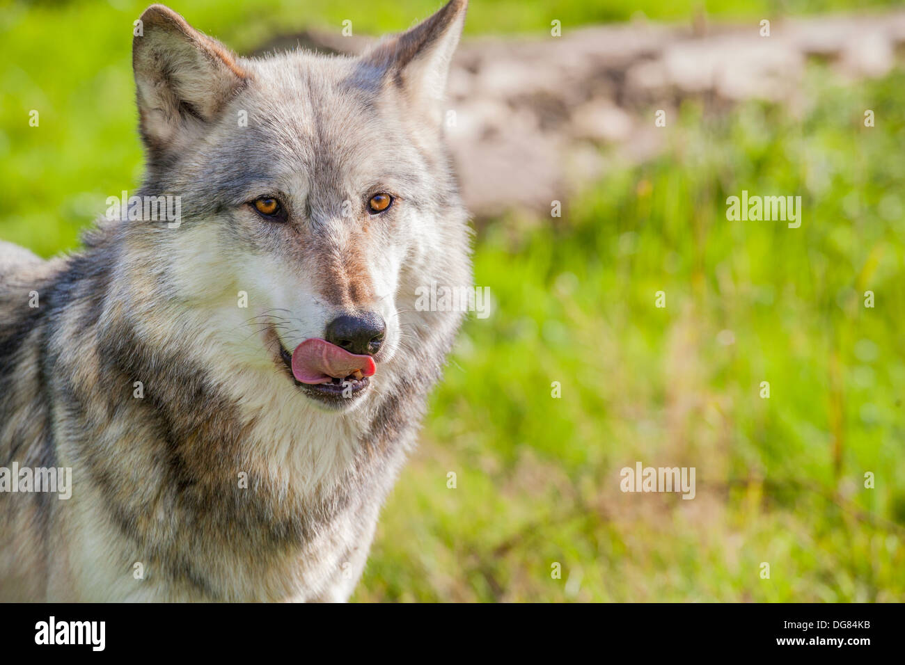 L'Amérique du Nord mâle, loup gris Canis lupus, léchant ses lèvres Photo  Stock - Alamy