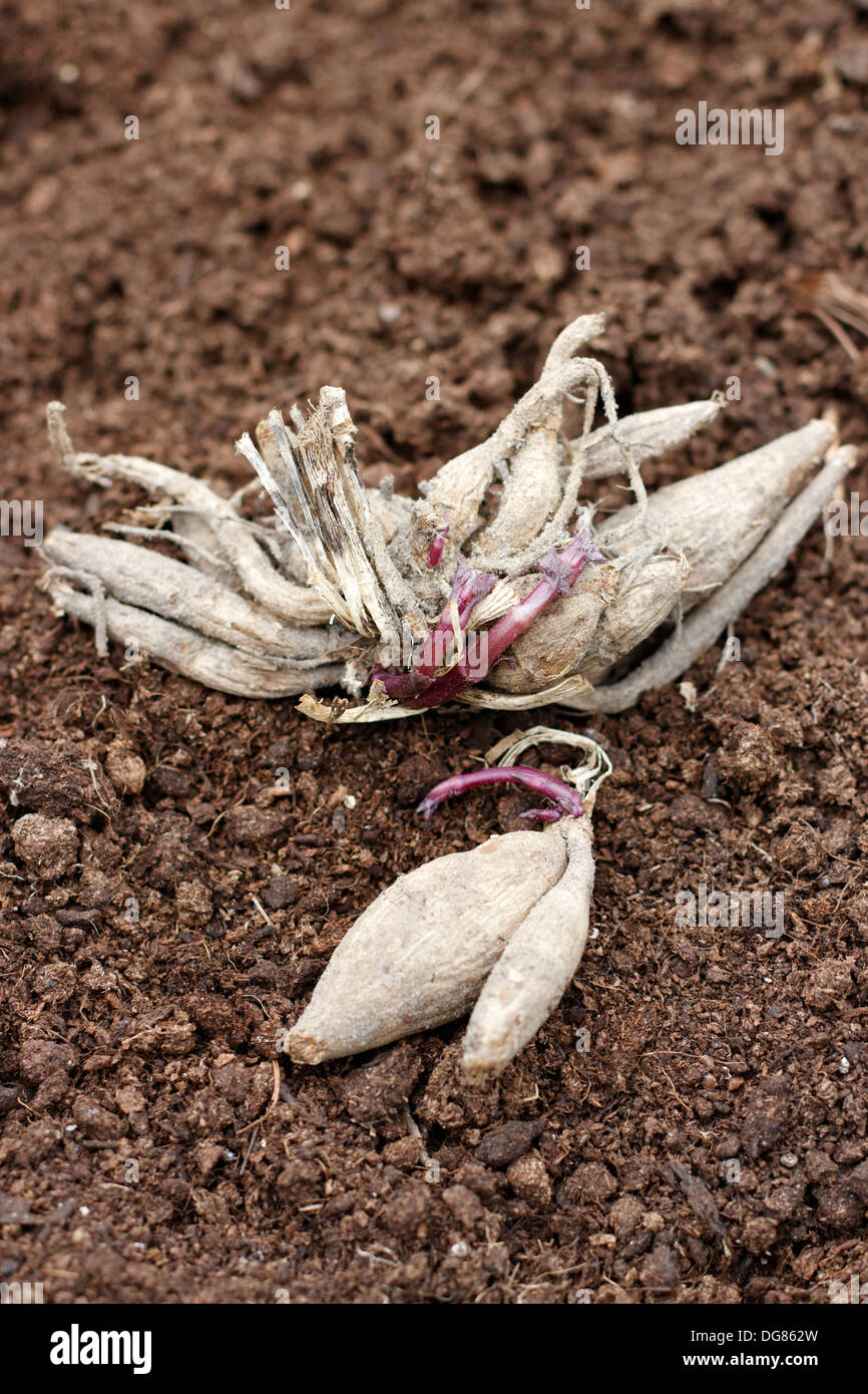 Tubercules Racine's Tubercules et racines Banque de photographies et d’images à haute ...