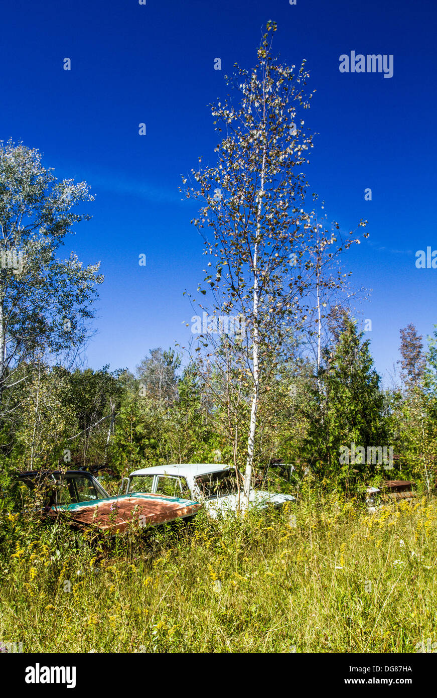 Voiture classique recouverte parc à ferrailles, qui est maintenant devenu une forêt. Banque D'Images