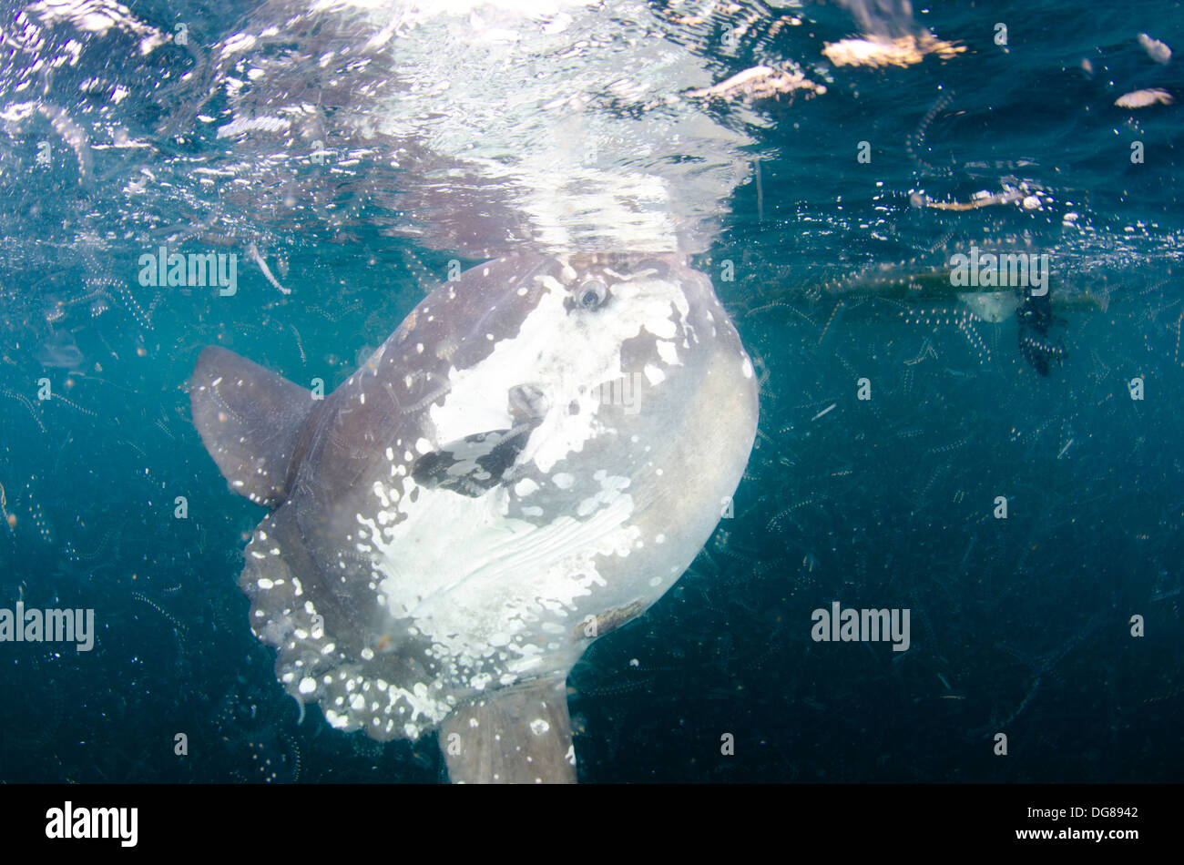 Mola mola sunfish géant, près de la surface, se nourrissant de plancton zoo à Buzios, coelentérés île Ilhabela, Brésil. Banque D'Images