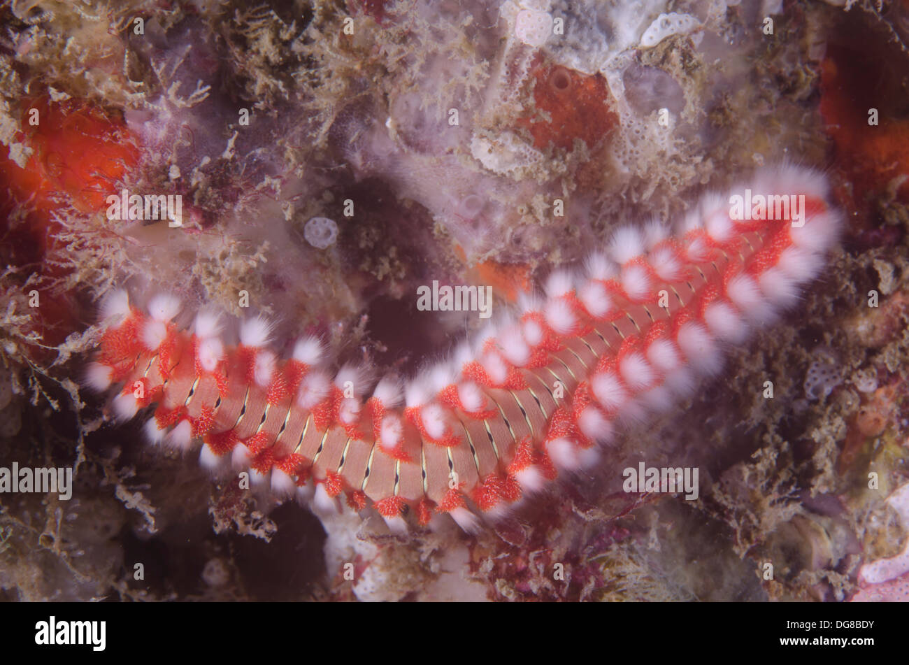 La tordeuse des canneberges, barbu Hermodice carunculata, est un type d'bristleworm marine. Alcatrazes Island, north shore Sao Paulo, Brésil. Banque D'Images