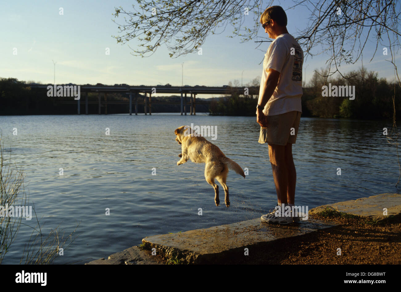 Chien Labrador Retriever jaune sauter dans l'eau près de Austin au Texas Banque D'Images
