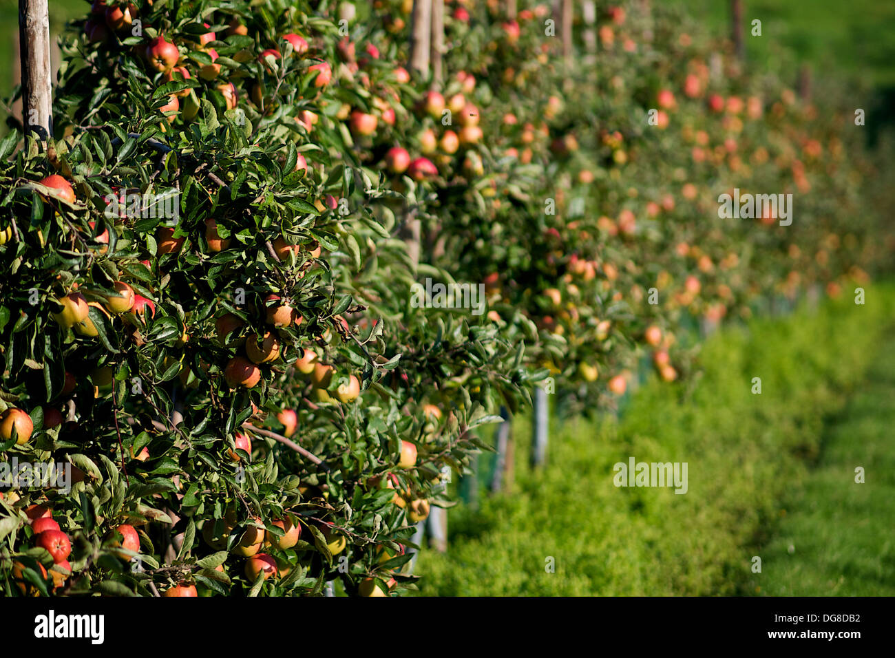 Des pommes dans le jardin de l'Angleterre 2013 Banque D'Images