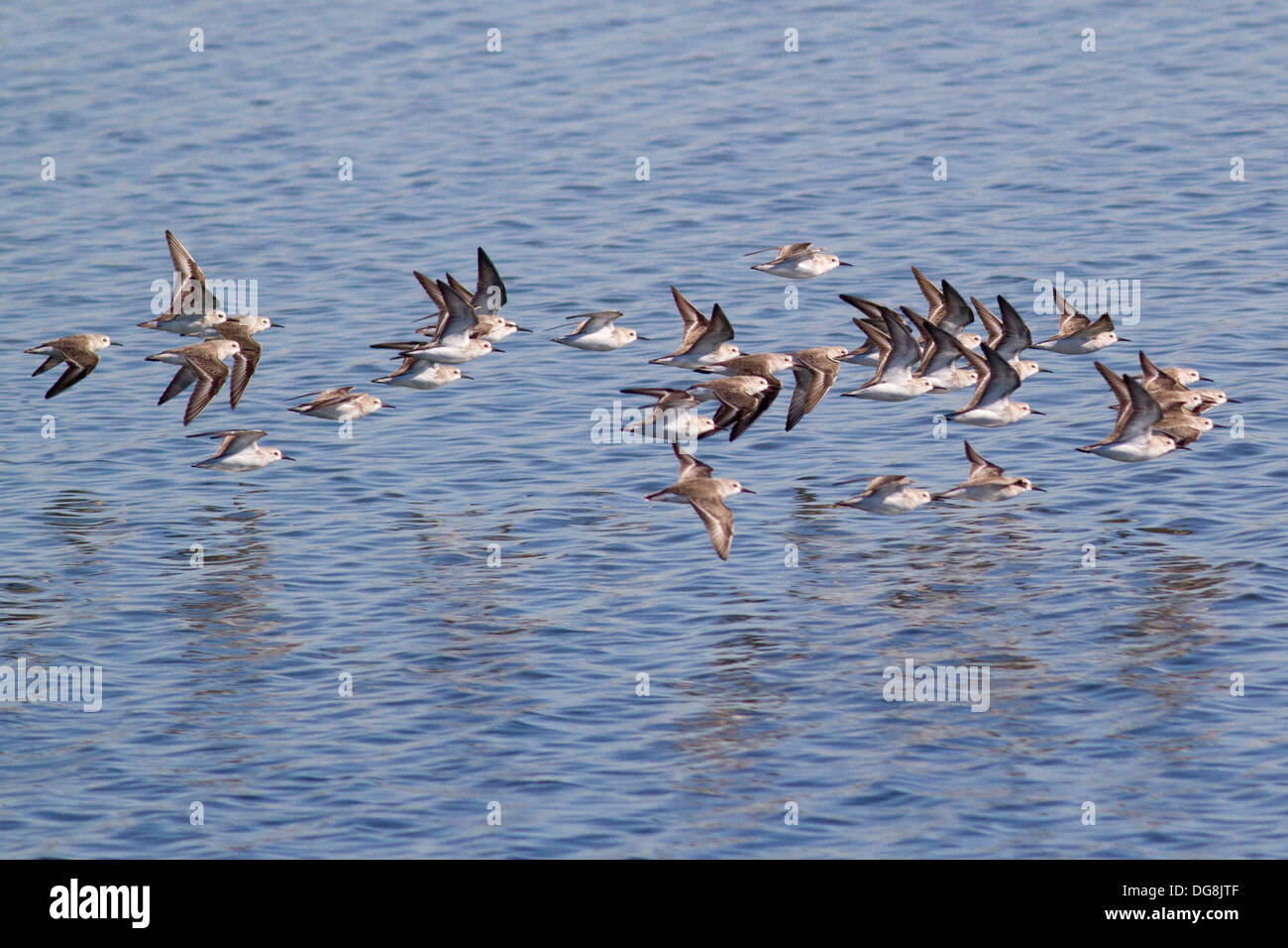 Troupeau de Bécasseaux d'en vol.(Calidris mauri).Bolsa Chica Wetlands,California Banque D'Images