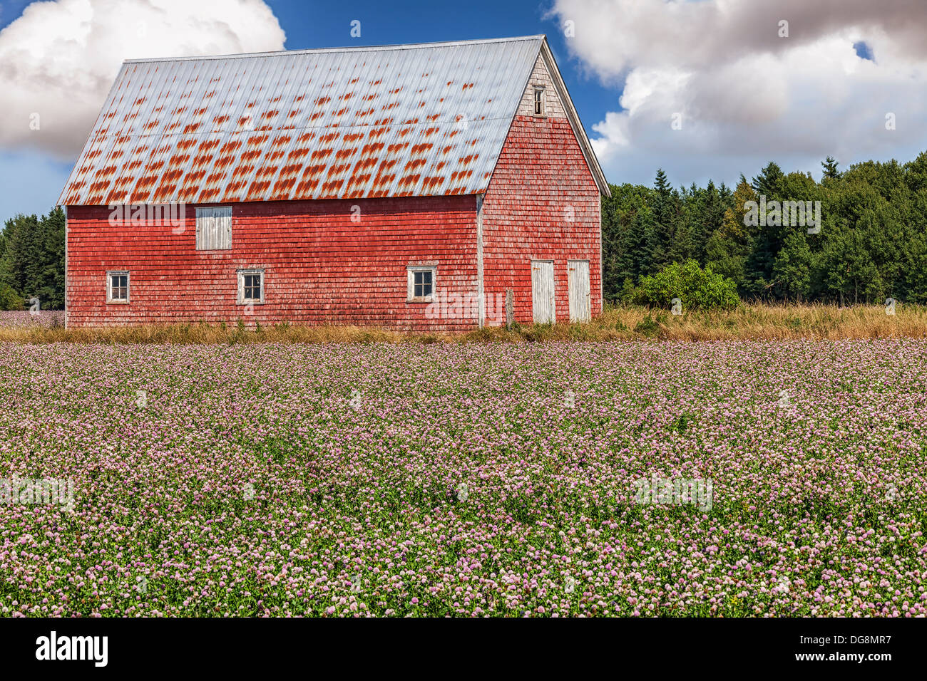 Domaine de trèfle et une vieille grange rouge dans les régions rurales de l'Île du Prince-Édouard, Canada. Banque D'Images