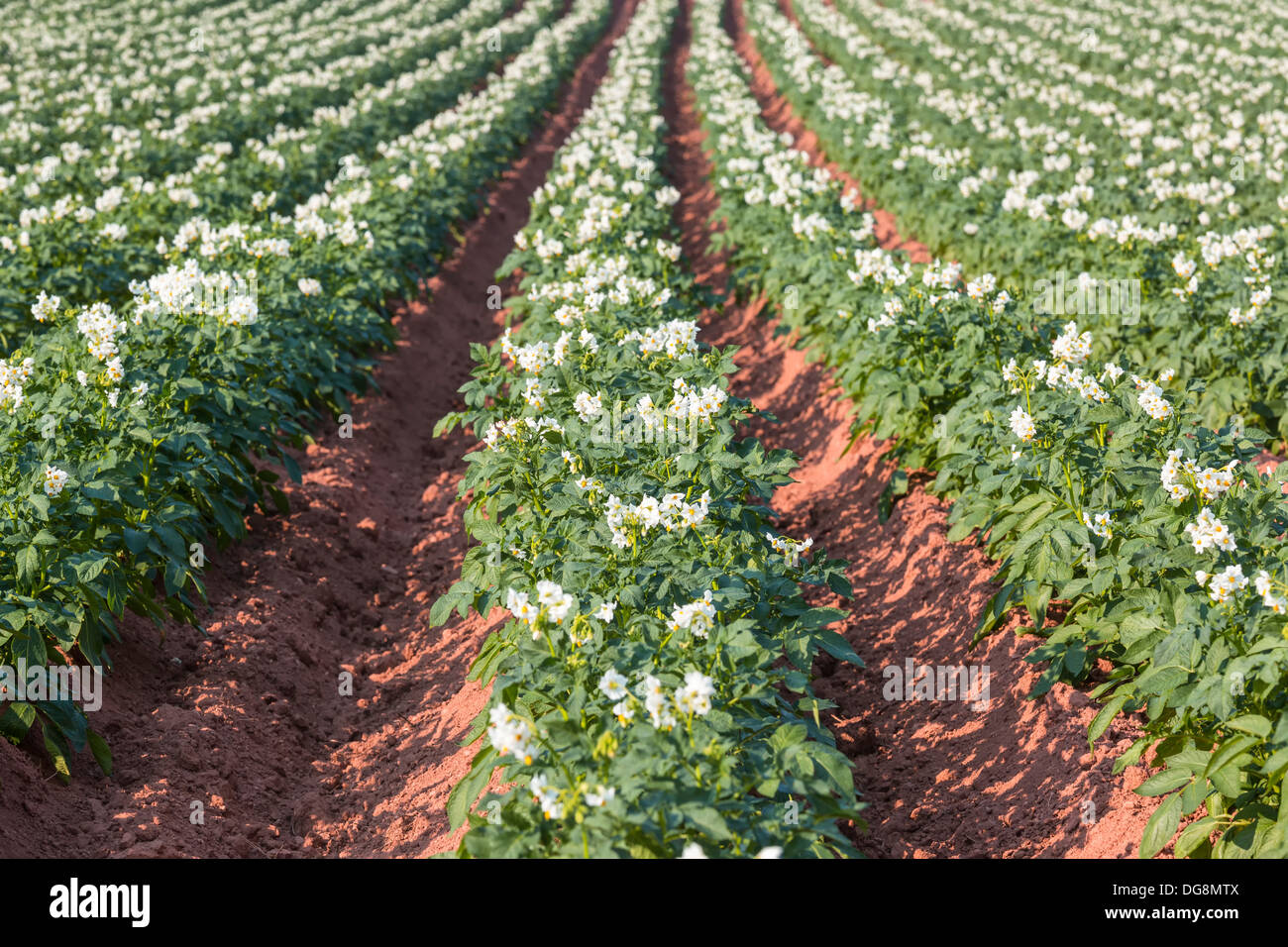 Un champ dans les régions rurales de l'Île du Prince-Édouard, Canada de plants de pommes de terre en pleine floraison. Banque D'Images