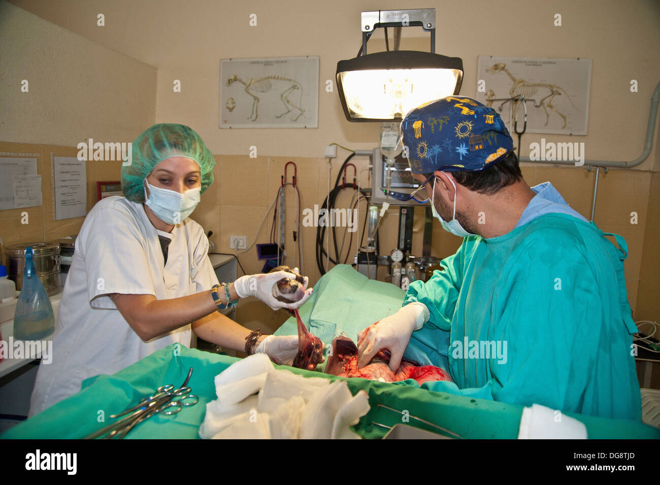 Bulldog Anglais C-Section Photo Stock - Alamy