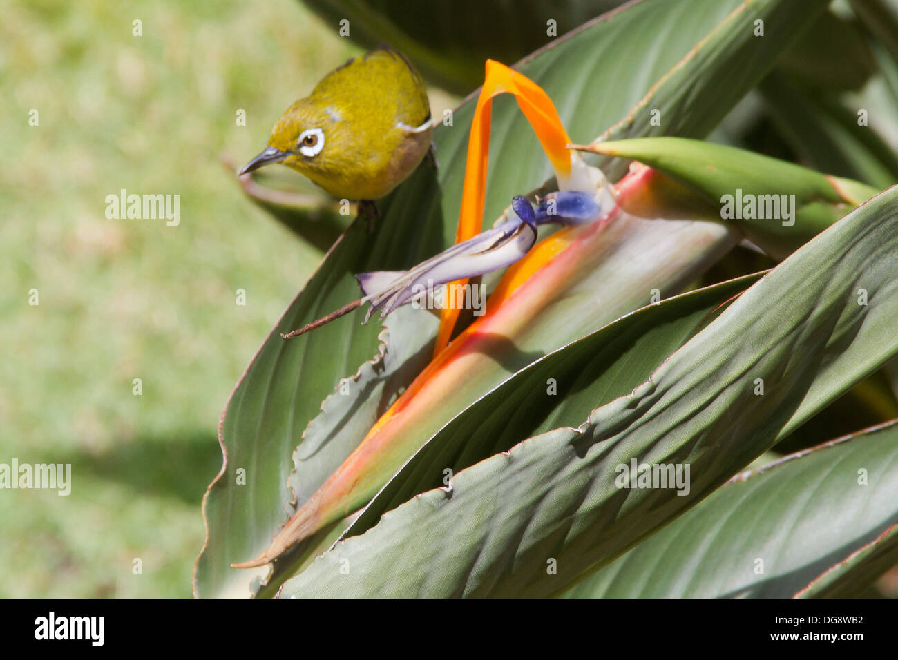 Japanese White-Eye avec oiseau du paradis (Zosterops japonicus), Oahu, Hawaii Banque D'Images