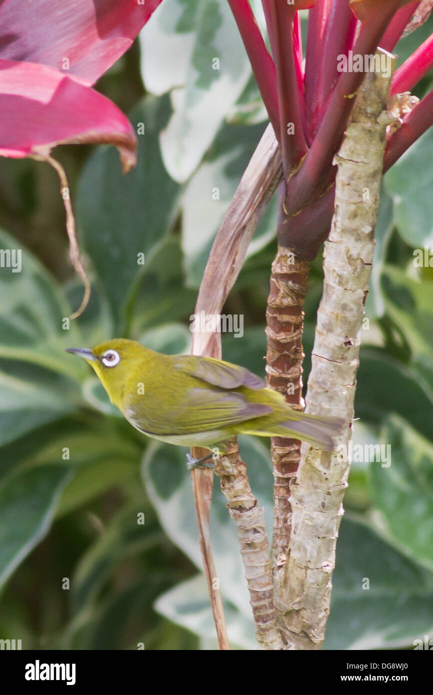 Japanese White-Eye (Zosterops japonicus), Oahu, Hawaii Banque D'Images