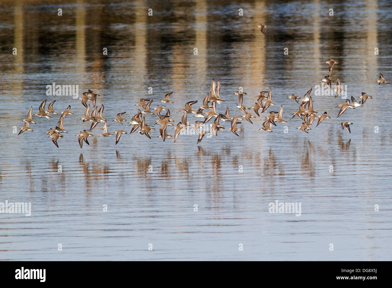 Volée d'oiseaux de rivage en vol y compris et Sasndpipers Bécassins roux.(Calidris sp. et Limnodromus sp.).Bolsa Chica Wetlands,California Banque D'Images