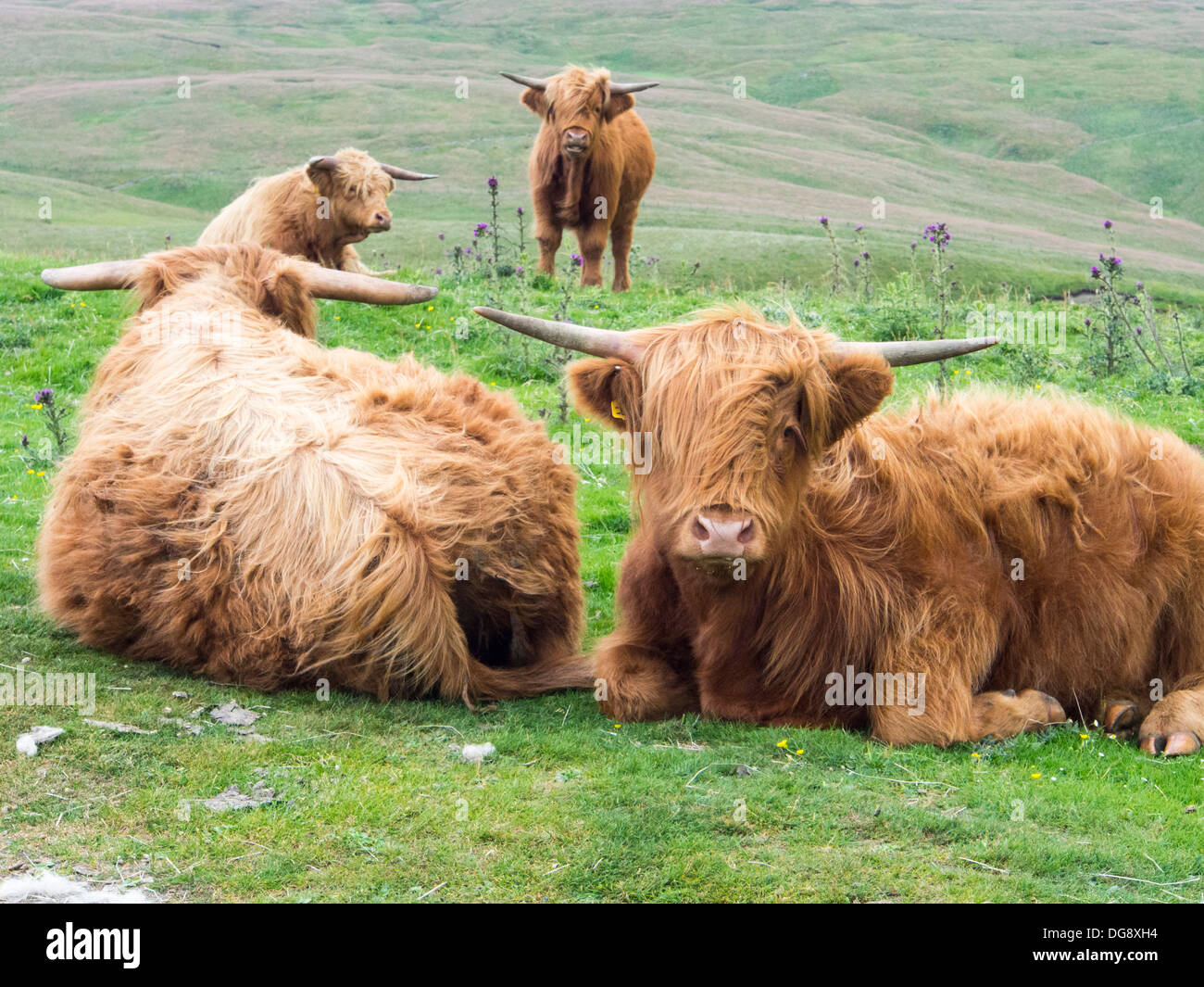 Landes sur Highland cattle dans le Swaledale ci-dessus du Yorkshire, UK. Banque D'Images