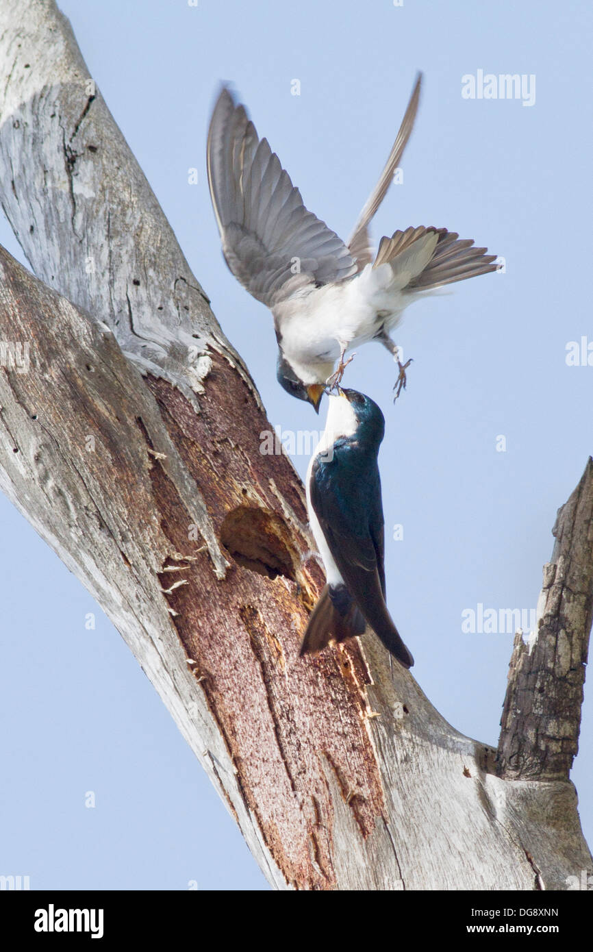 Deux hirondelles bicolores à se battre à l'utilisation d'un trou dans un arbre pour l'utiliser comme un nid.(Tachycineta bicolor).Bolsa Chica Wetlands,California Banque D'Images