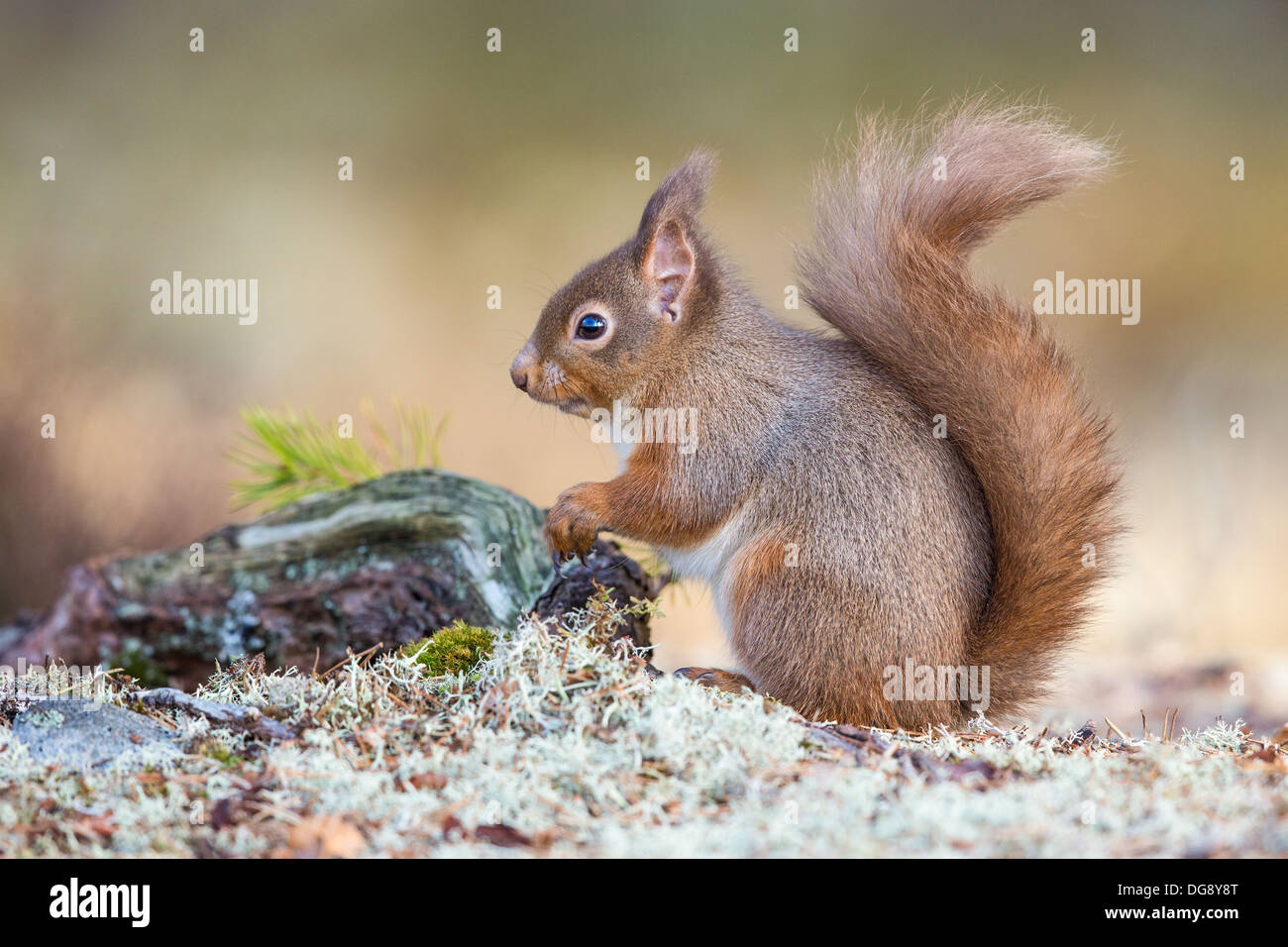 L'écureuil roux (Sciurus vulgaris) sur le sol moussu, les Highlands écossais, side view Banque D'Images