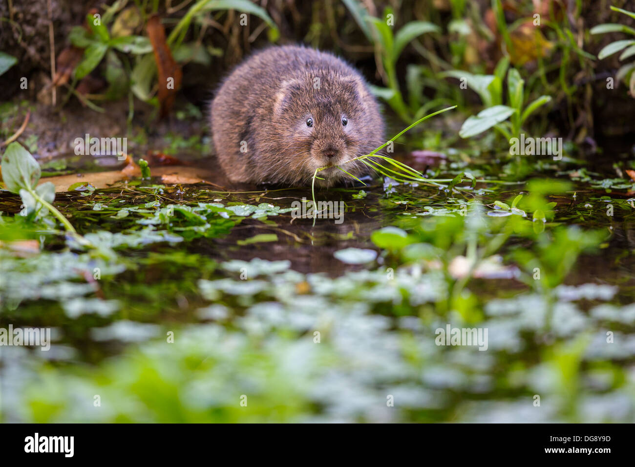 Le campagnol d'eau eurasien ( Arvicola amphibius) manger au bord d'un ruisseau Banque D'Images