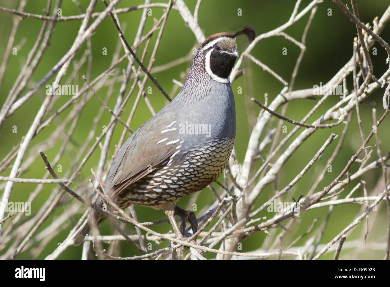 -Colin de Californie Callipepla californica c.(mâle).Irvine,Californie Banque D'Images
