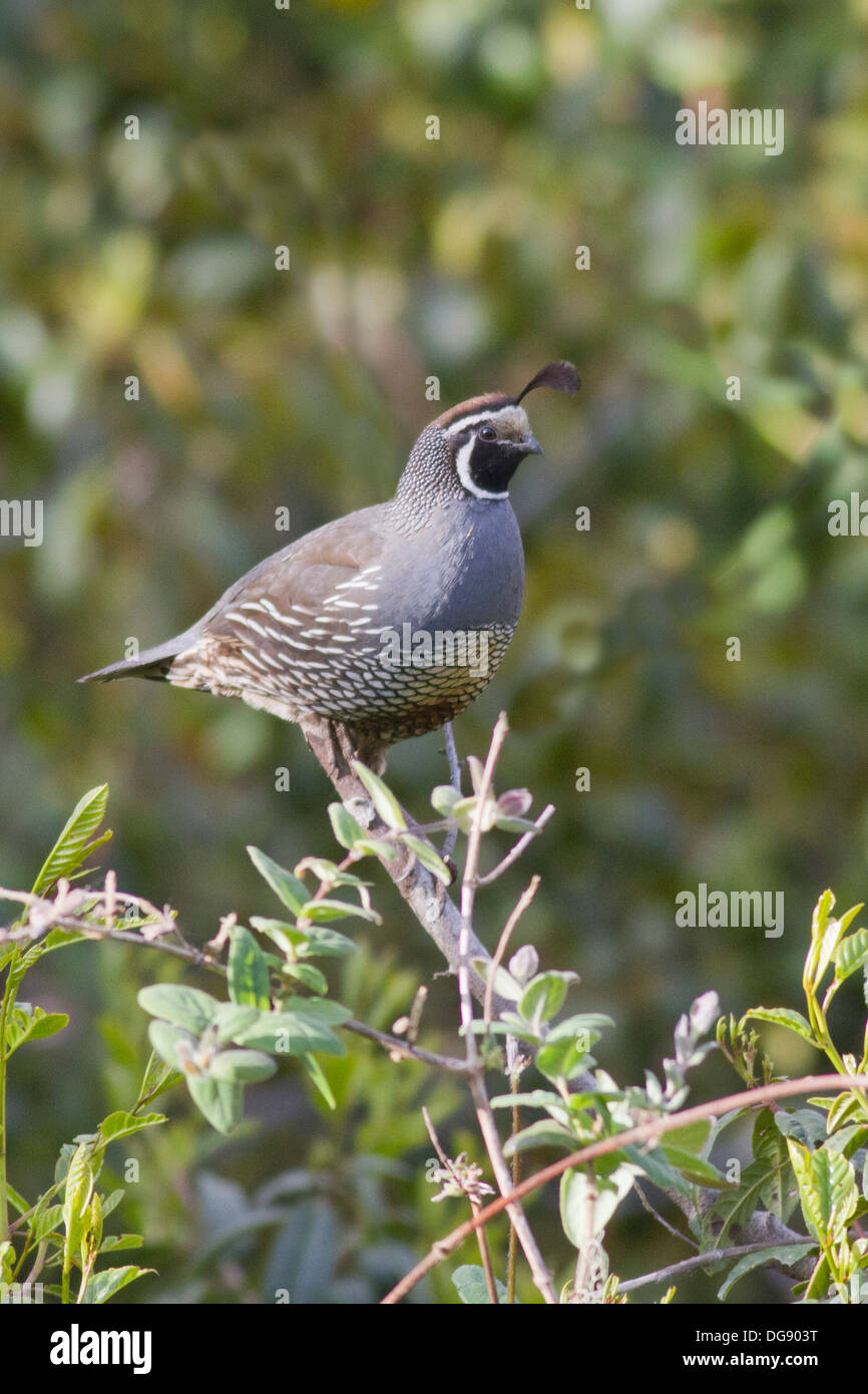 Colin de Californie mâle dans un buisson pour avoir une meilleure vue.(Callipepla californica).Mendacino,California Banque D'Images