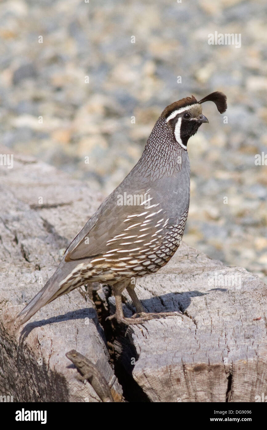 Colin de Californie.(Callippepla californica).Irvine,Californie Banque D'Images