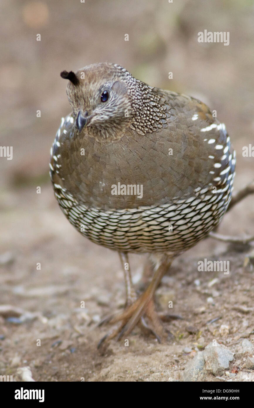 Femme Colin de Californie Callipepla californica)..Mendocino,California Banque D'Images